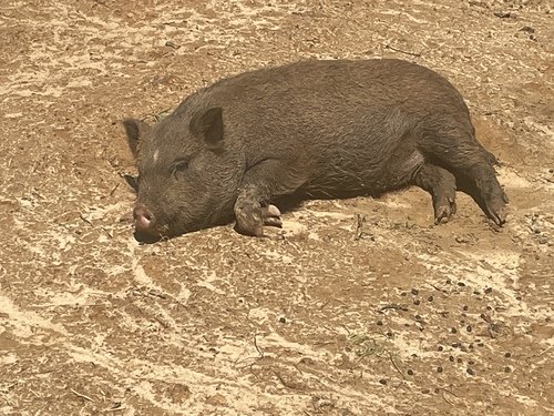 Juliana/potbelly female pigs 