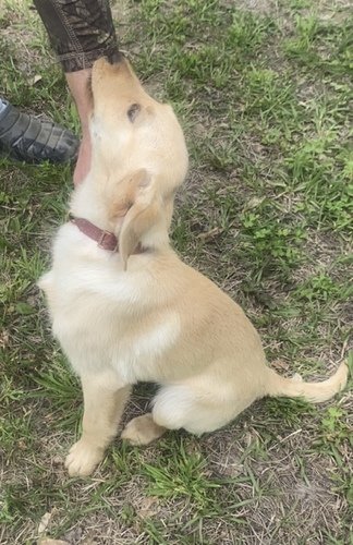 AKC Labrador  retriever pup