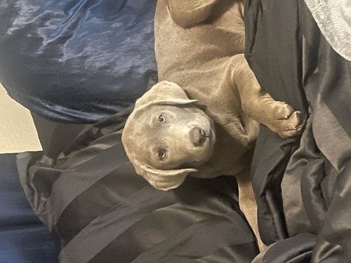 AKC silver lab puppy 